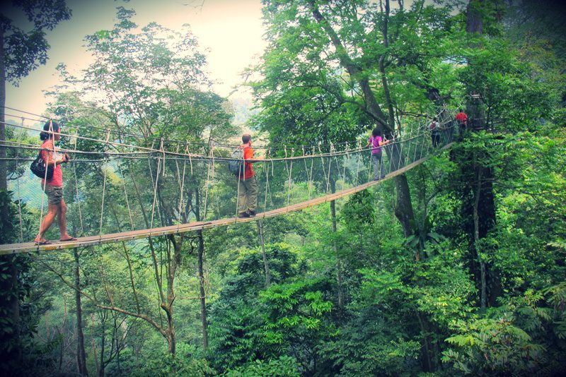 Lost in the Woods: Frim’s Canopy Walk