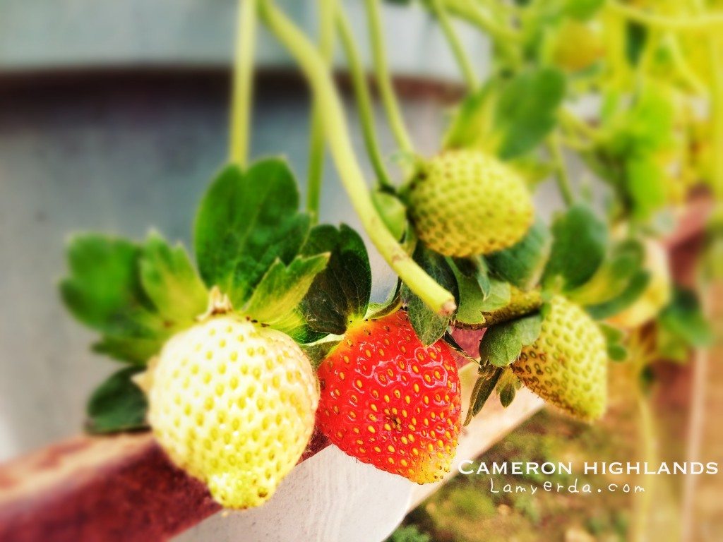 Strawberry Farm, Pahang