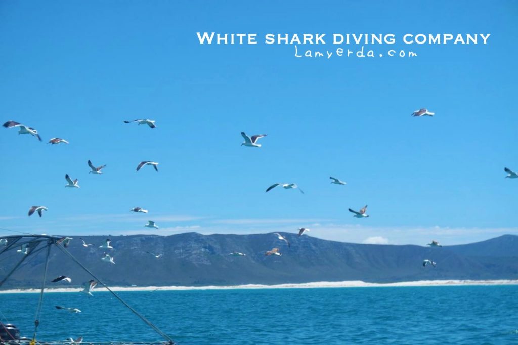 White Shark Diving 07