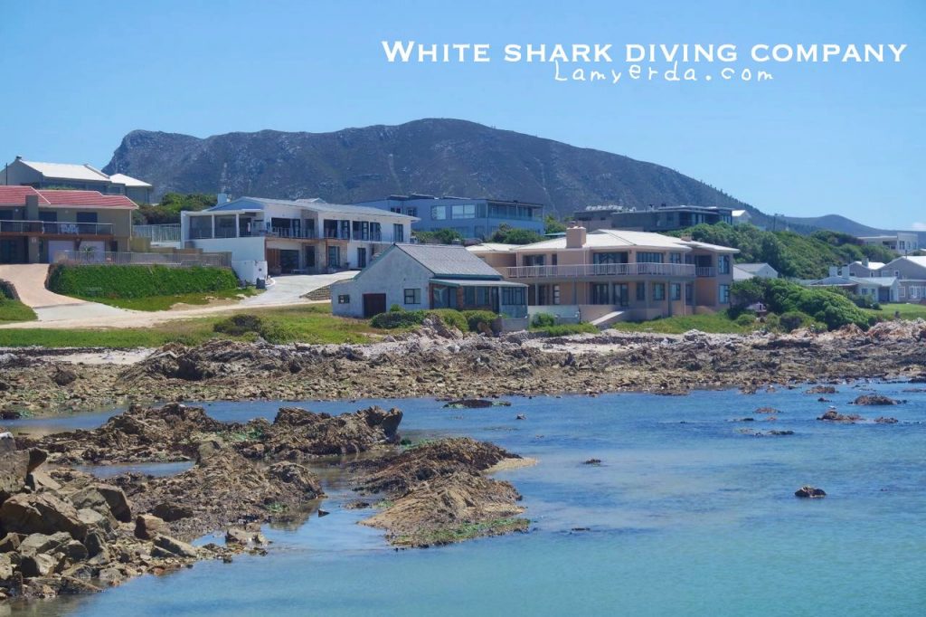 White Shark Diving 01