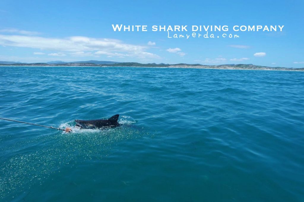White Shark Diving 08