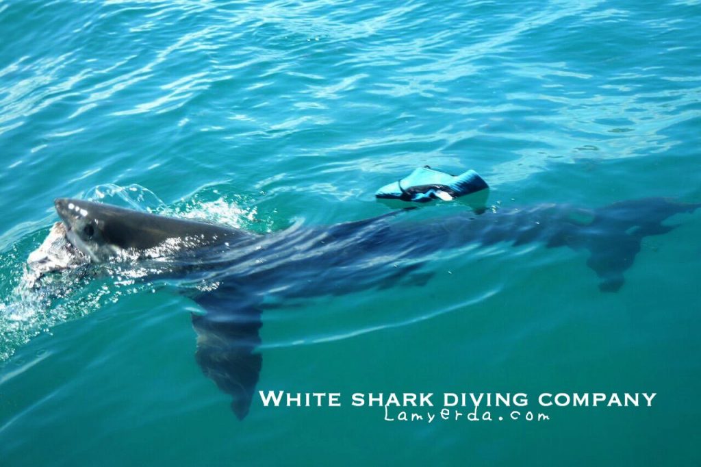 White shark5