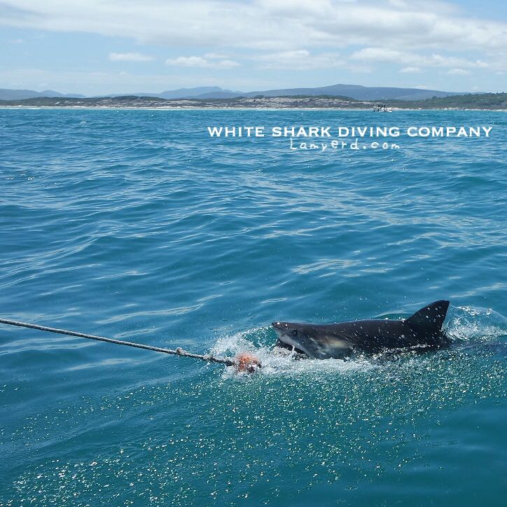 White shark2