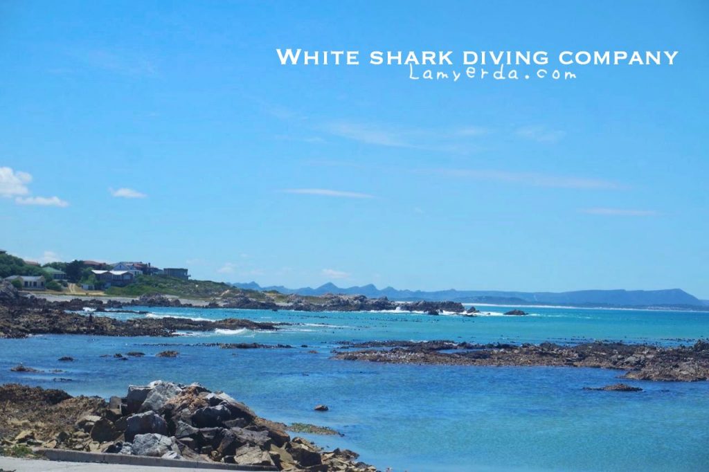 White Shark Diving2