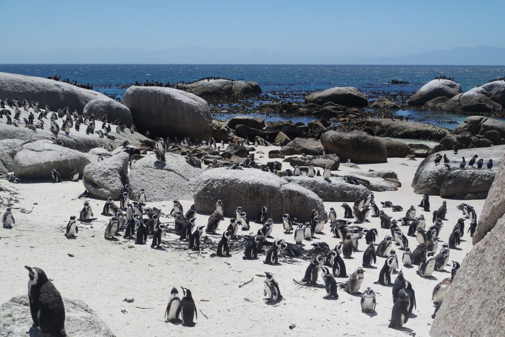 penguin colony boulders beach