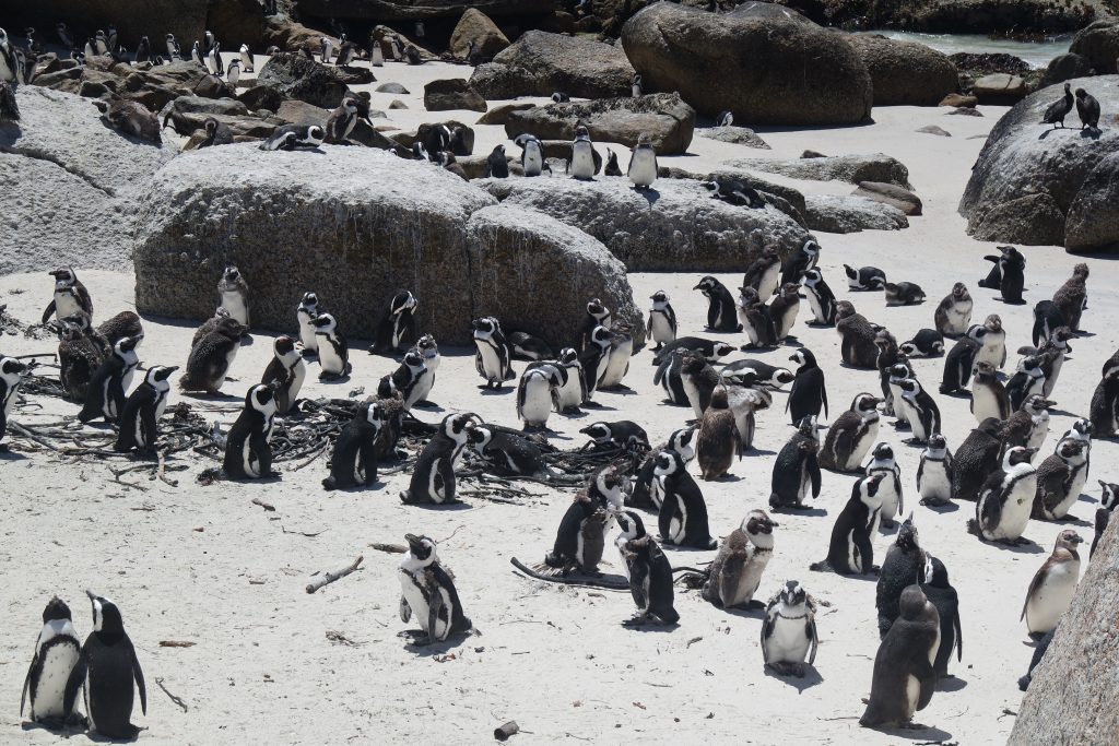 african penguin boulders beach