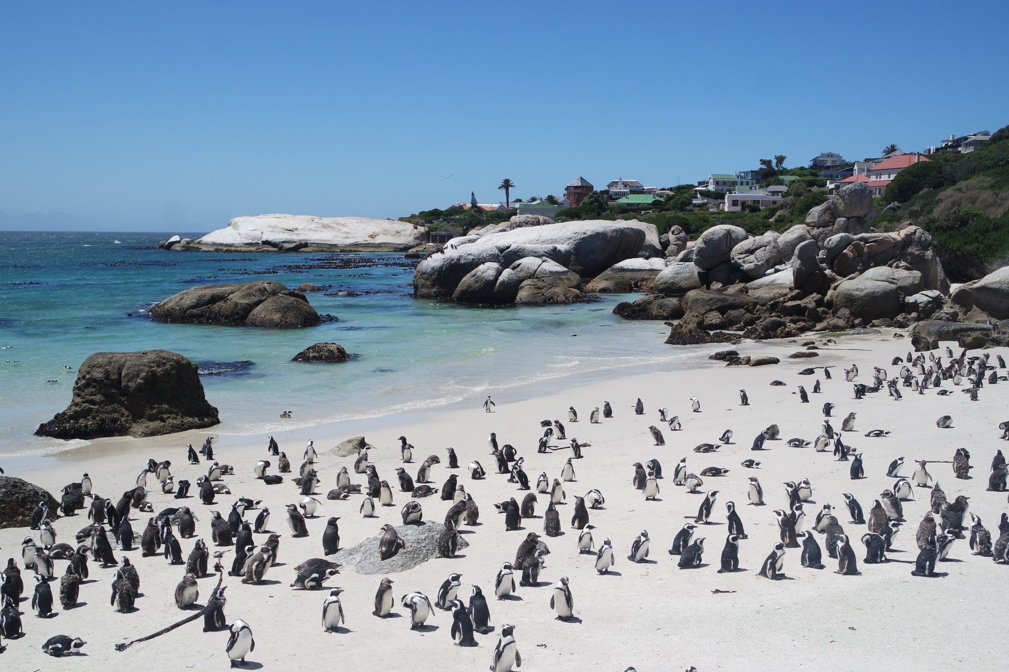 Penguin Colony at Boulders Beach in Simons Town