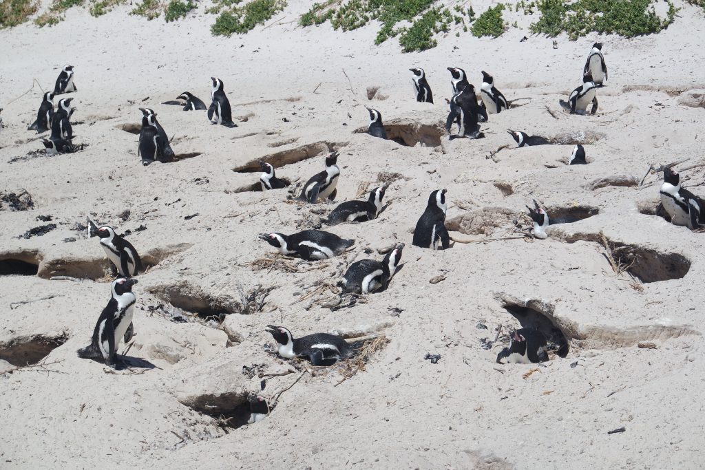 Penguins boulders beach africa