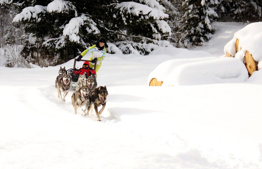 Husky-adventures-and-dog-sledding-in-Slovakia-with-adventoura-poprad-1