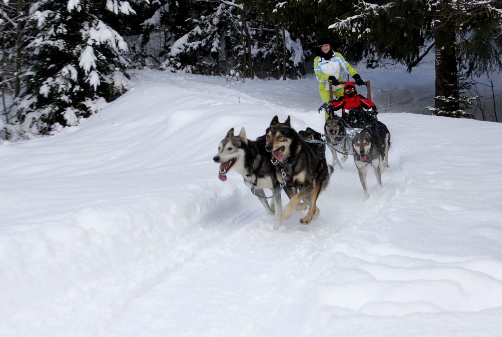 Husky-adventures-and-dog-sledding-in-Slovakia-with-adventoura-poprad-5