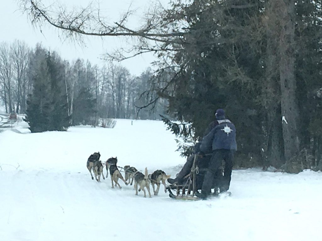 Dog sledding high tatras gerlachov
