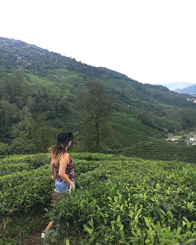 Cameron Highlands Tea plantation