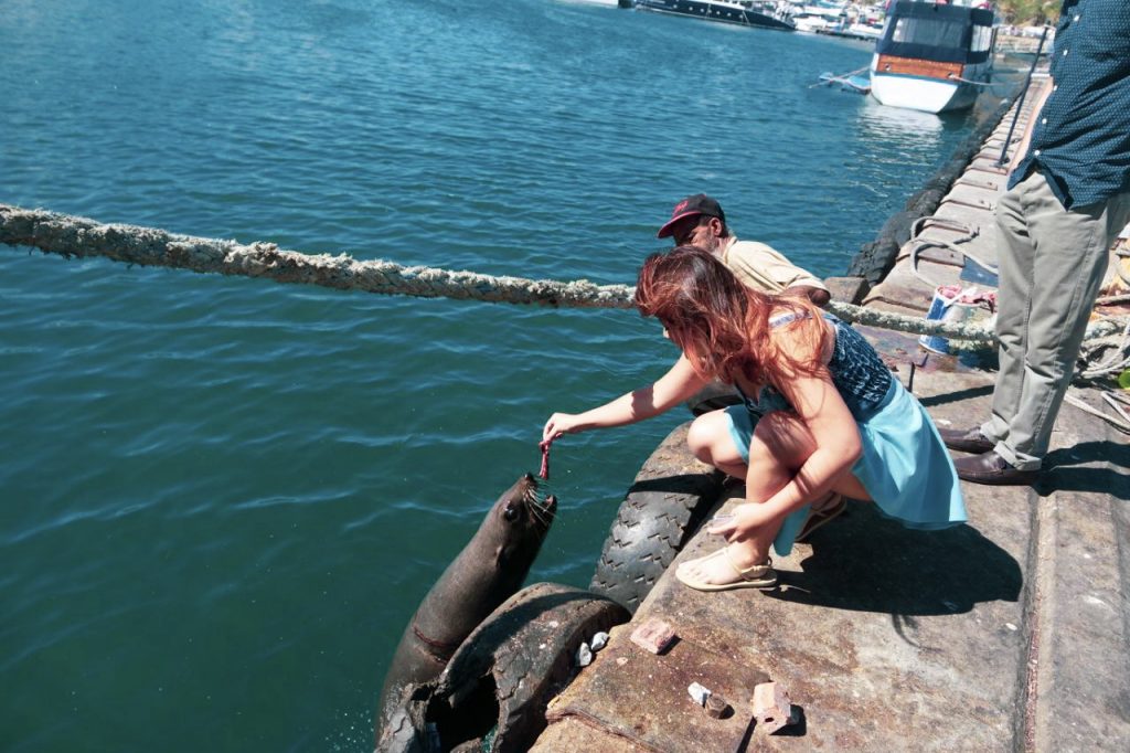 Seals at Hour bay Cape Peninsula Tour