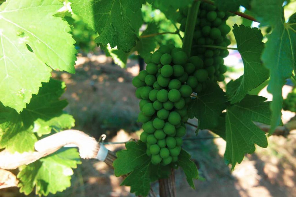 Grapes at Wine Constantia Cape Peninsula