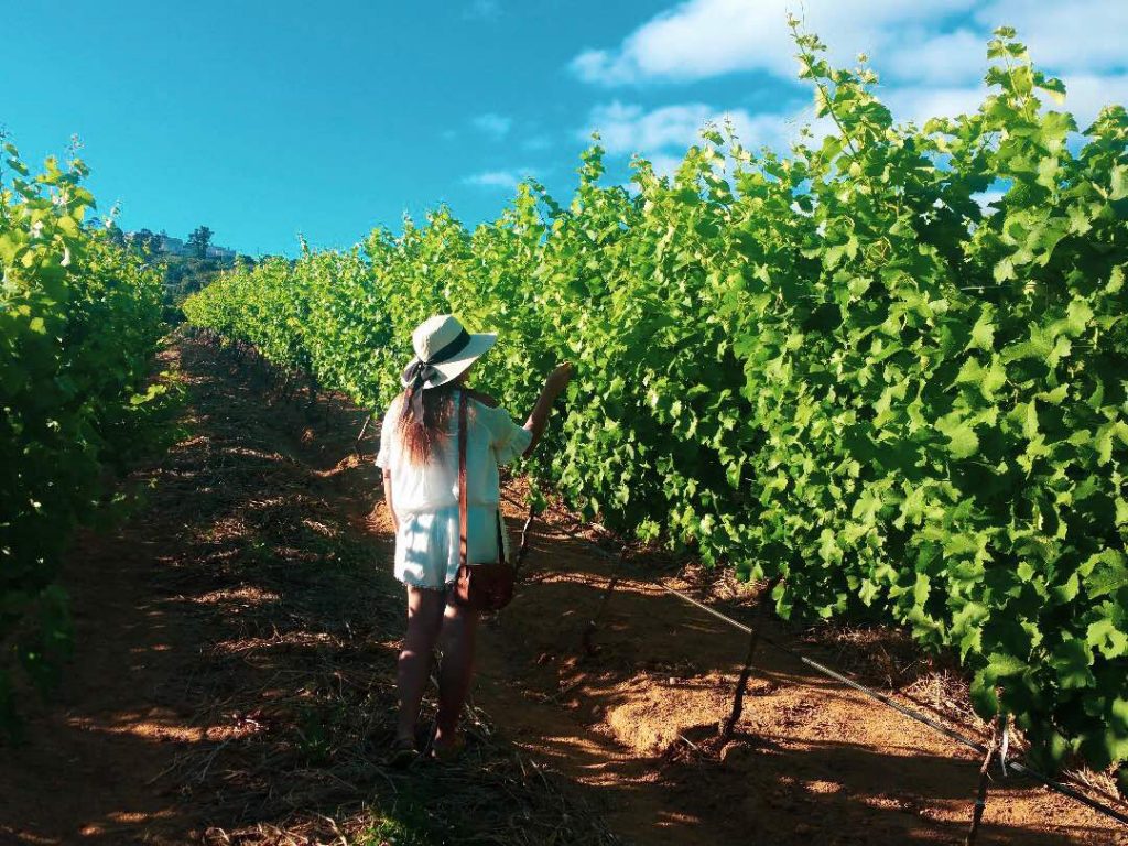 Groot Constantia Winery Cape Peninsula