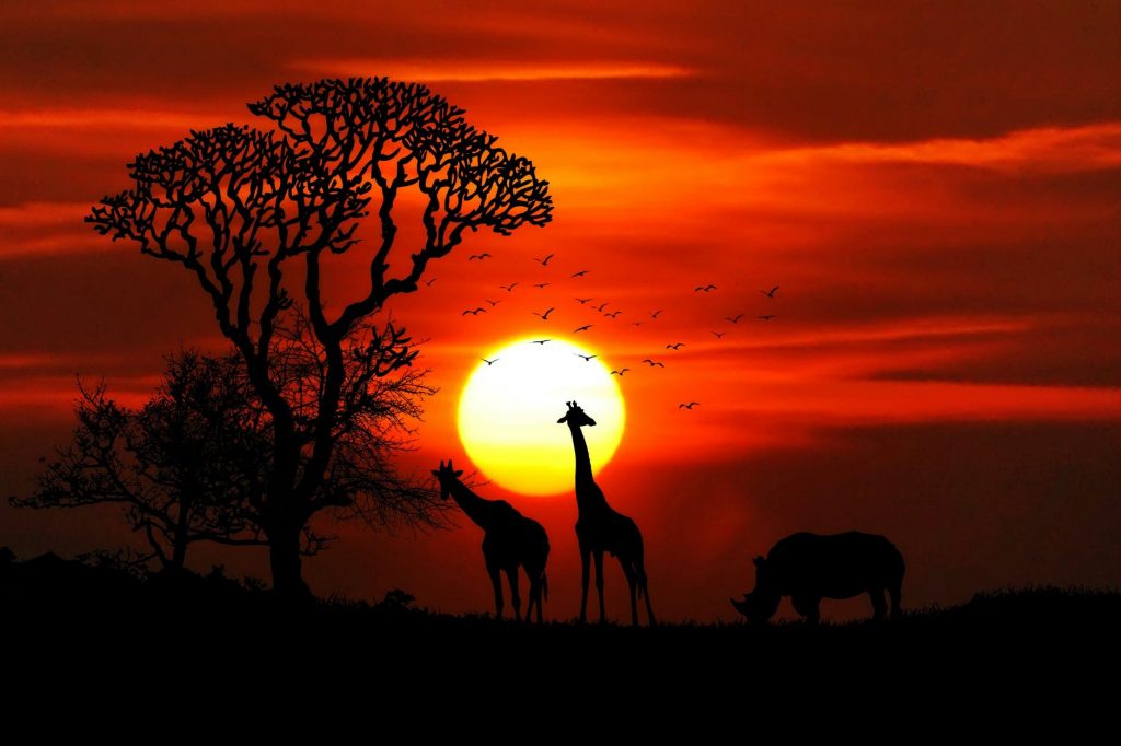 Safari sunset south africa