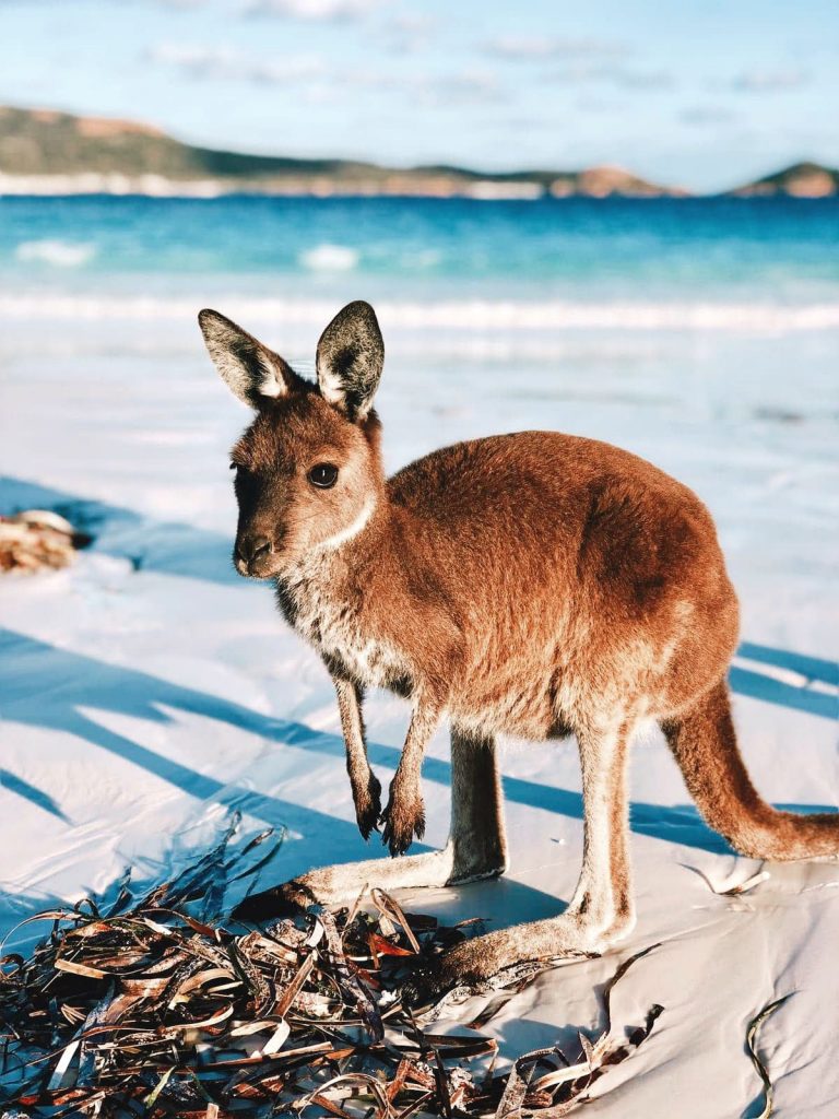 Kangaroo Australia Perth