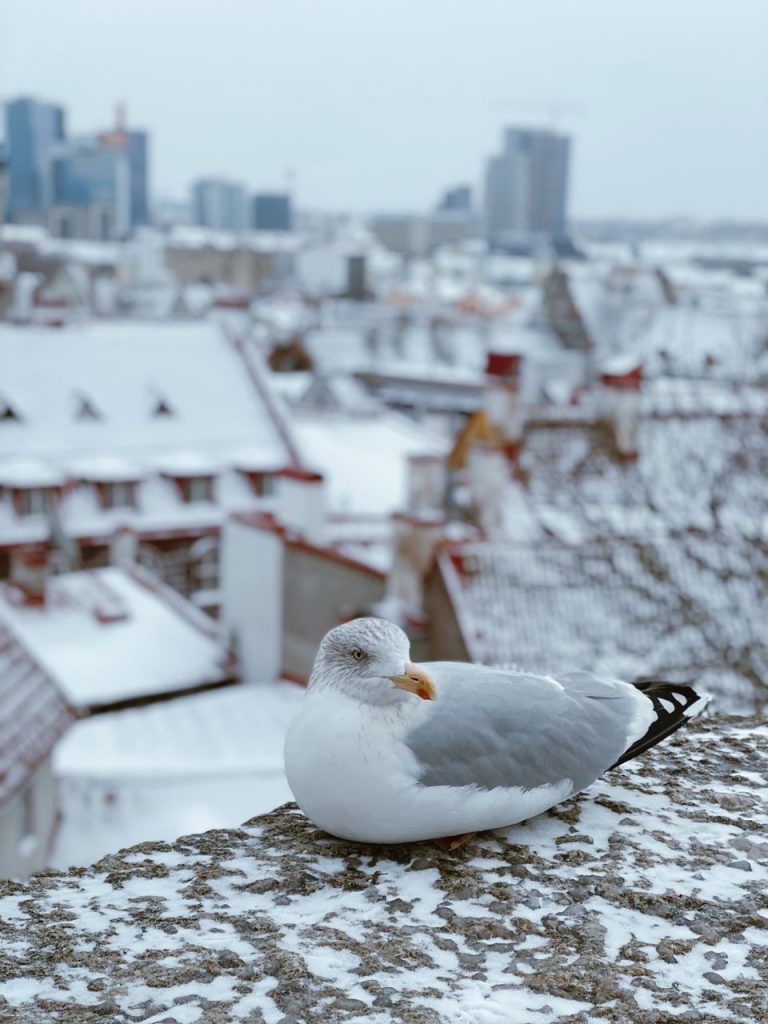 Tallinn Views