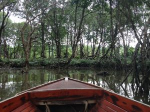 mangrove brunei